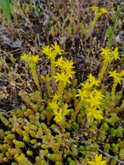 Sedum acre