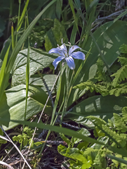 Clintonia uniflora