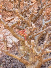 Tylecodon paniculatus