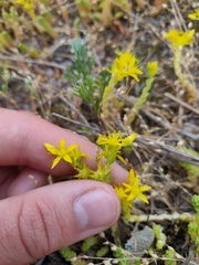 Sedum acre