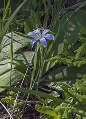 Clintonia uniflora