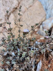 Drosanthemum curtophyllum