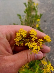 Rorippa × armoracioides