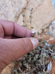 Drosanthemum curtophyllum