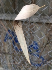 Phonognatha graeffei