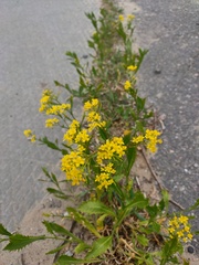 Rorippa × armoracioides