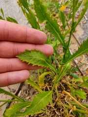 Rorippa × armoracioides
