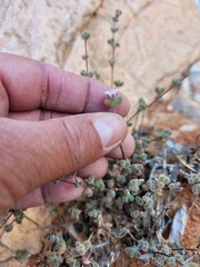 Drosanthemum curtophyllum