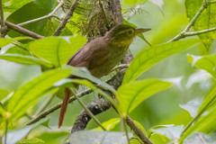 Automolus ochrolaemus