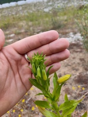Oenothera biennis