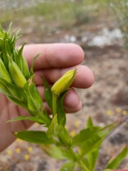 Oenothera biennis