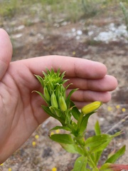 Oenothera biennis