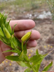 Oenothera biennis