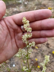 Galium mollugo