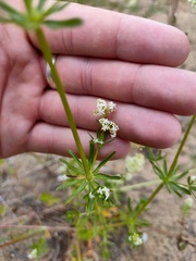 Galium mollugo