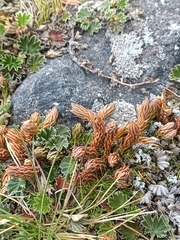Phlegmariurus