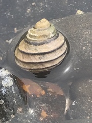 Austrocochlea constricta