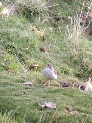 Phegornis mitchellii