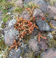 Phlegmariurus