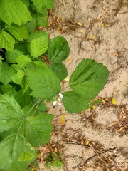 Rubus caesius