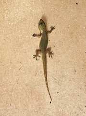 Hemidactylus garnotii