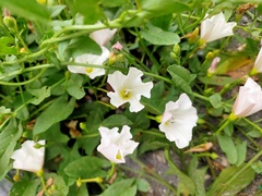 Convolvulus arvensis