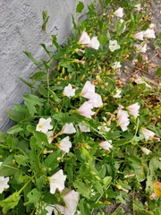 Convolvulus arvensis