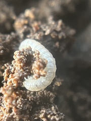 Myriapoda