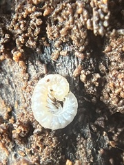Myriapoda