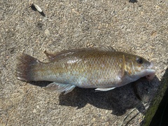 Tautogolabrus adspersus