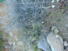 Coreocarpus parthenioides