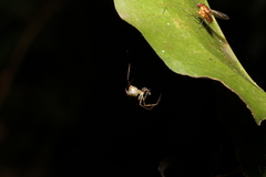 Thwaitesia nigronodosa