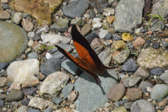 Marpesia furcula