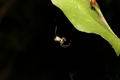 Thwaitesia nigronodosa