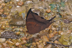 Marpesia furcula