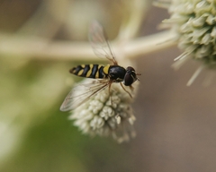 Allograpta hortensis