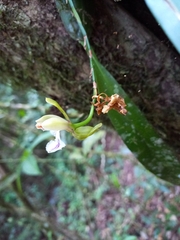 Aspasia epidendroides