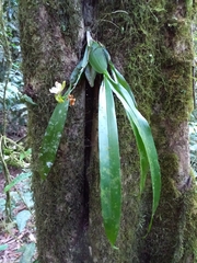 Aspasia epidendroides