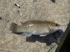 Tautogolabrus adspersus