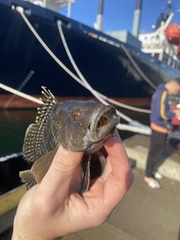 Centropristis striata