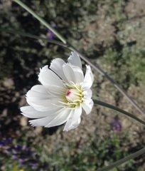 Atrichoseris platyphylla