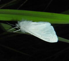 Spilosoma congrua