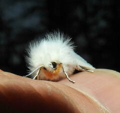 Spilosoma congrua