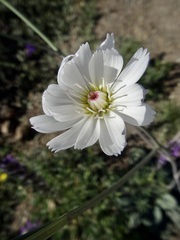Atrichoseris platyphylla