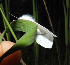 Spilosoma congrua
