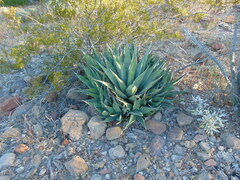 Agave cerulata