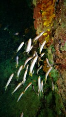 Trachinops noarlungae