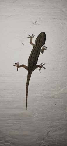 Hemidactylus image