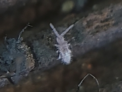 Entomobryidae