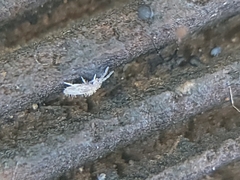 Entomobryidae